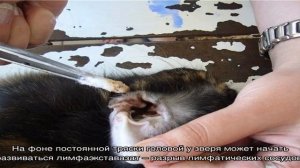 Ушной клещ у кроликов: что делать, причины и симптомы