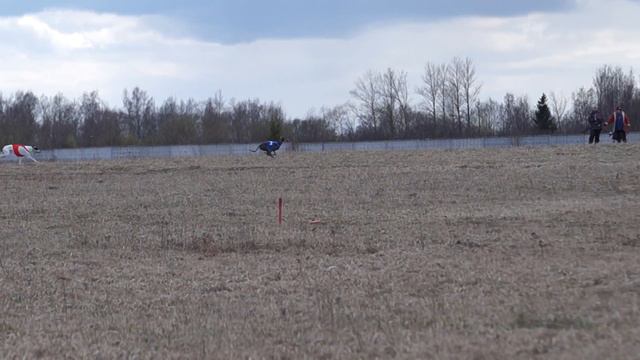 Грейхаунд Дамаск на CACIL в Питере. смотреть онлайн
