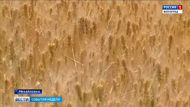 Какова ситуация с засухой в центральных районах Волгоградской области смотреть онлайн