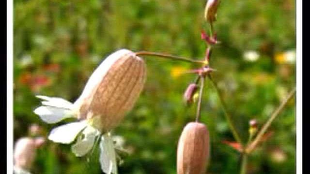 Silene Vulgaris (original composition) смотреть онлайн