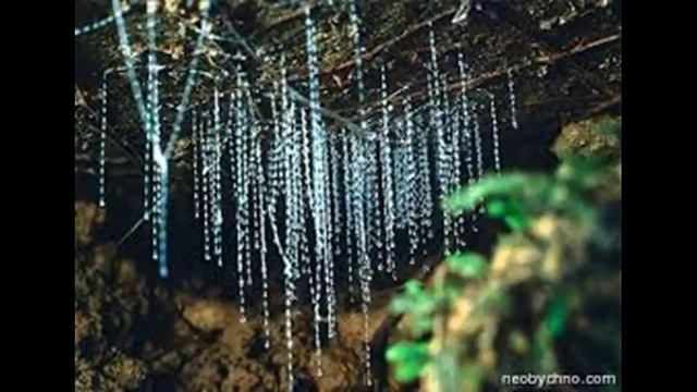 топ 10 странных насекомых смотреть онлайн