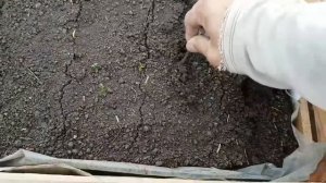 Как взошли мои семена помидора, капусты и перца в фазу УБЫВАЮЩЕЙ ЛУНЫ. ????