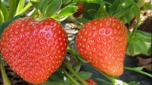 Как часто поливать клубнику