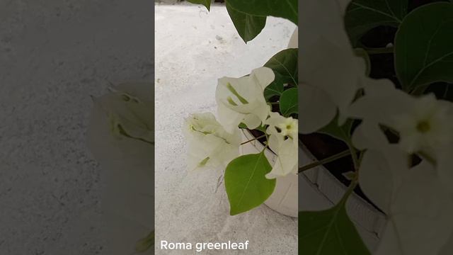 Roma greenleaf bougainvillea. White bracts with touch of light pink. Masipag magbloom. смотреть онлайн