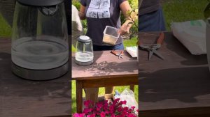 Черенкование петунии в торфяные таблетки, часть 1.