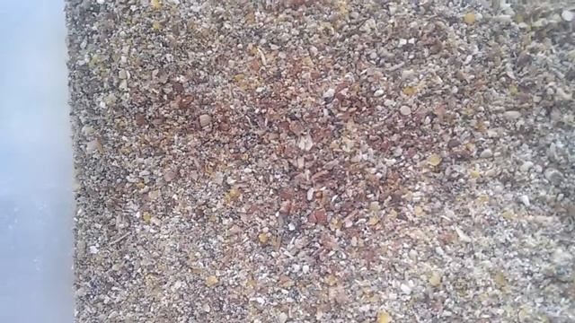 Изготовление мешанки для птиц содержащихся в зимнее время в уличном вольере смотреть онлайн