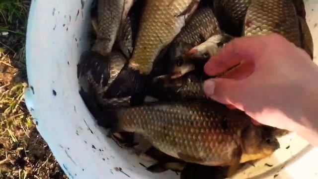 Улов хороших карасей! Рыбалка в Июне 2023! смотреть онлайн