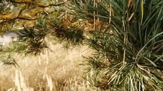 Сосны засыхают SOS!!!