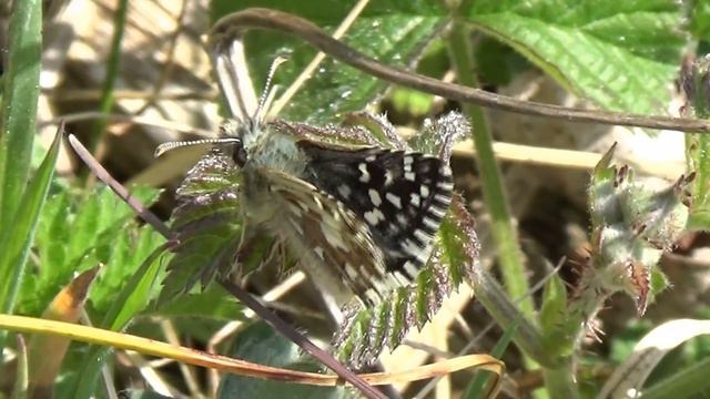 Grizzled Skipper 1m смотреть онлайн