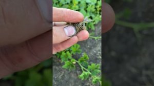 Фундук, вредители и болезни. Подскажите кто знает