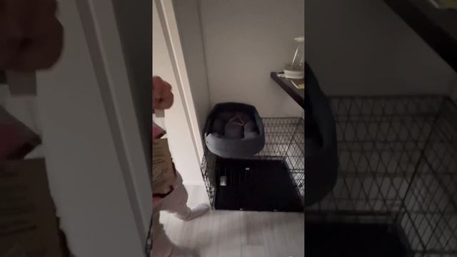 Все необходимое перед покупкой собаки в квартиру| распаковка | все для французских бульдогов| смотреть онлайн