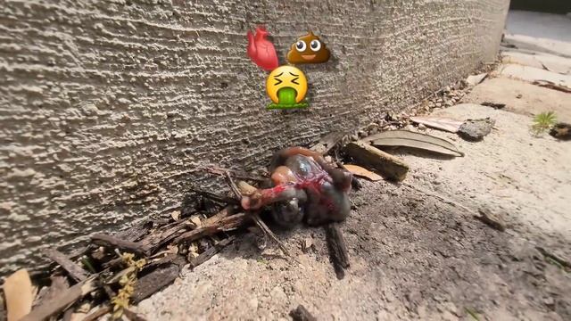 Iguana Solutions wipes out pesky invasive iguanas in South Florida смотреть онлайн