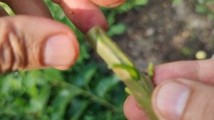 Прививка Дерева Плакучая Шелковица / bud grafting