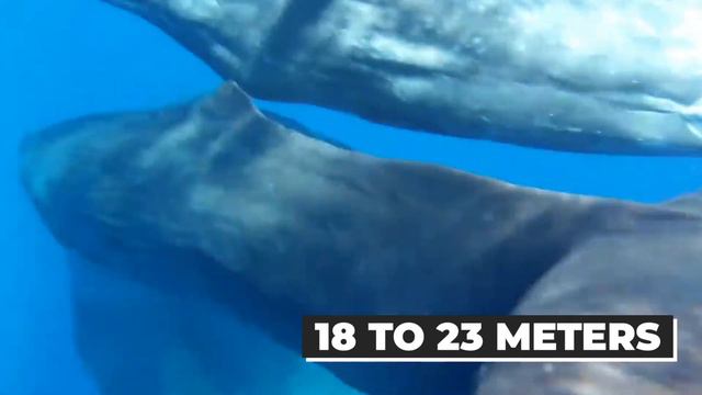 10 Animals That Could Defeat a Shark смотреть онлайн