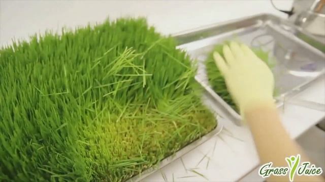 Производство витграсс ТМ GrassJuice смотреть онлайн