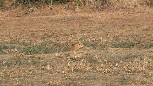 Lion vs Buffalo. One Lioness attacks a buffalo. Lion against 2000 buffaloes. Lioness is alone. смотреть онлайн