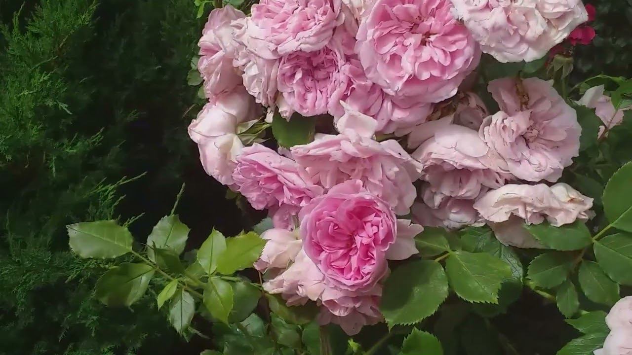 Неустойчивые к дождям розы. Летняя съемка 30 июня смотреть онлайн