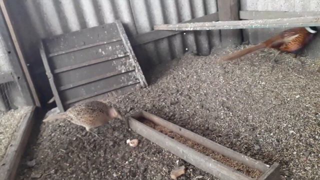 Фазаны , начало яйцекладки смотреть онлайн