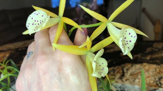 Цветение орхидей брассокатлея и брассавола.Маленькая звездочка,зелёная птица, желтая птицы счастья. смотреть онлайн