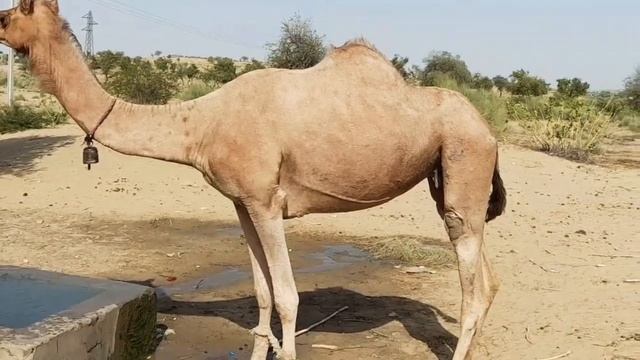 Thirsty Camel Drinking water with great gusto || Camels the king of the Desert Thar смотреть онлайн