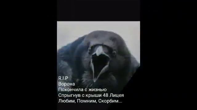 Даже ворона хочет покончить с жизнью... смотреть онлайн