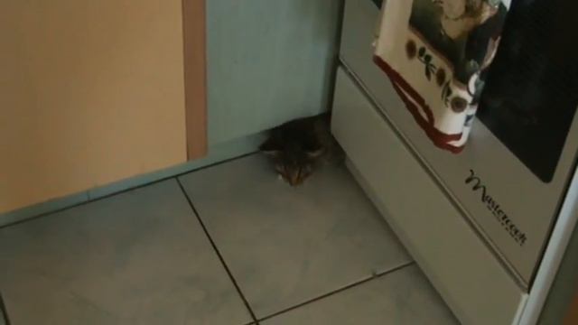 Simba, szczur i kuchenka, part 2 смотреть онлайн