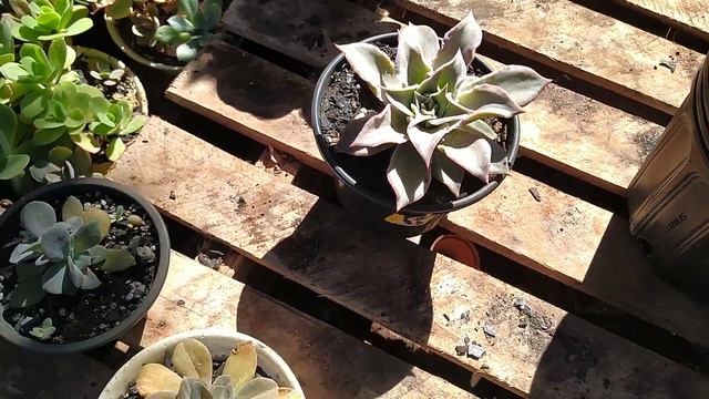 Echeveria Madiba! Atualização Da Minha Suculenta Echeveria Madiba!