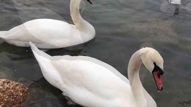 ? Песня АФФИРМАЦИЯ «ДОВЕРИЕ БОГУ» Для исполнения желаний? смотреть онлайн