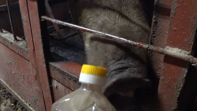 Каждой хрюшке по однушке! ❤️ смотреть онлайн