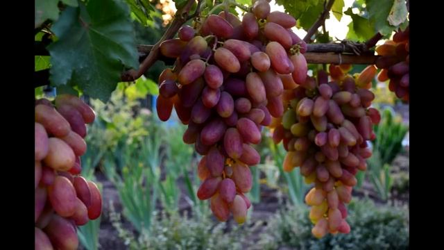 ??Хотим виноград вкусный, крупный, беспроблемный и неукрывной. смотреть онлайн