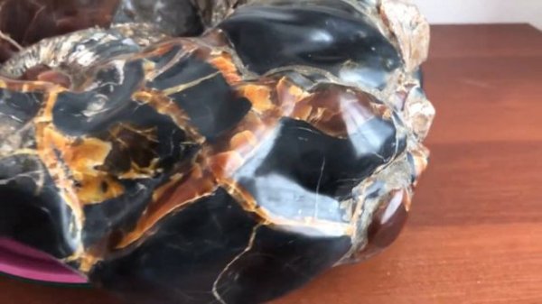 Большой Гетероморфный Аммонит | Big Heteromorph Ammonite