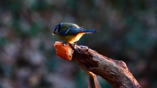 Музыка леса - целебная музыка души. The music of the forest is the healing music of the soul. смотреть онлайн