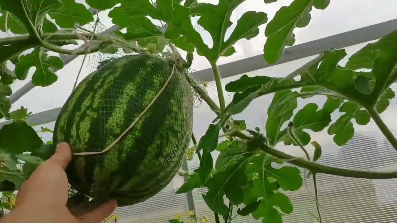 Вырастил арбуз на севере. На пасынках арбузы тоже растут смотреть онлайн