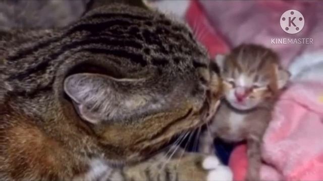 Отчаянная мать-кошка прижимала к себе единственного малыша, она умоляла спасти его смотреть онлайн