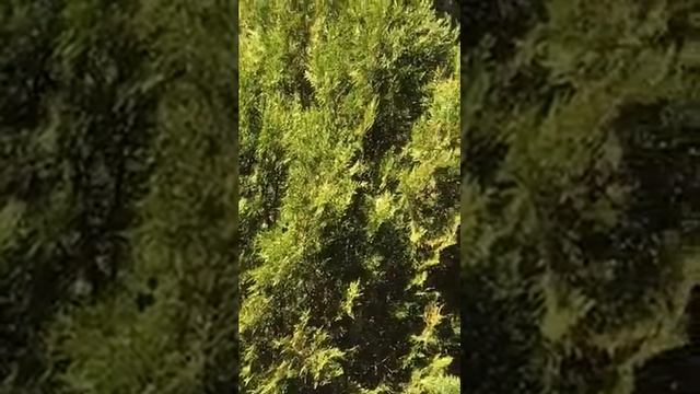 Мои наблюдения за семьей скворцов смотреть онлайн