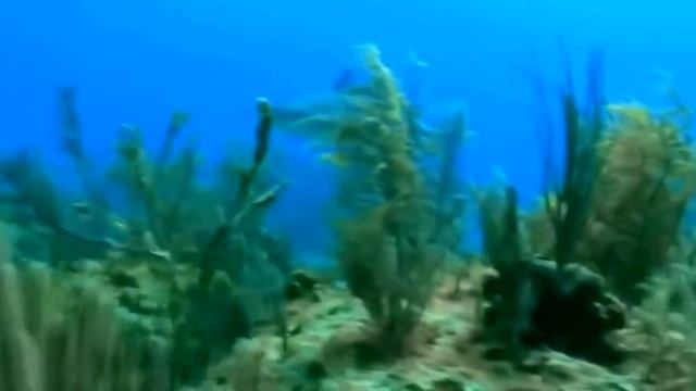 Тупорылая акула. Властители океанов. Морской мир. HD смотреть онлайн