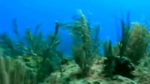 Тупорылая акула. Властители океанов. Морской мир. HD