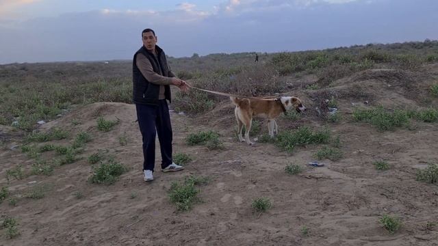 едем на чемпионат поле Тязе Заман! смотреть онлайн