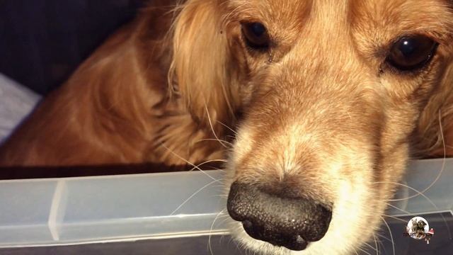 VLOG| Спасение животных| Кокер Спаниель | Приют Дружок Липецк смотреть онлайн