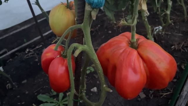 Самый КРУПНЫЙ и СЛАДКИЙ сорт томата! смотреть онлайн