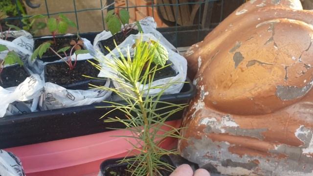 Мои покупки в Agro-market. Сосна гималайская, альбиция, девичий виноград. Весна???⚘? смотреть онлайн