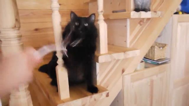 Siberian male Teddy Iz Odissei (сибирский кот Тедди Из Одиссеи) смотреть онлайн