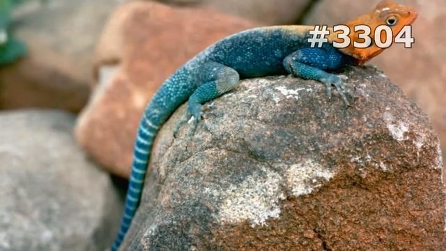 #3304. Ящерицы (В мире животных)