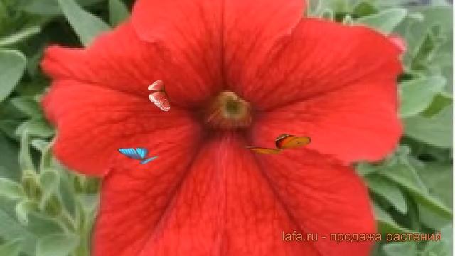 Петуния грандифлора Призм Ред (prizm red) ? Призм Ред обзор: как сажать, семена петунии Призм Ред смотреть онлайн