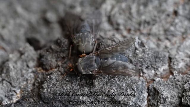HORSE FLY at tree sap Tabanus calens смотреть онлайн