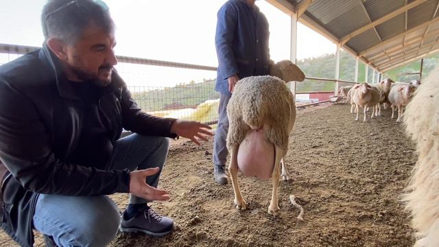 Assaf ve Lacaune farkı смотреть онлайн