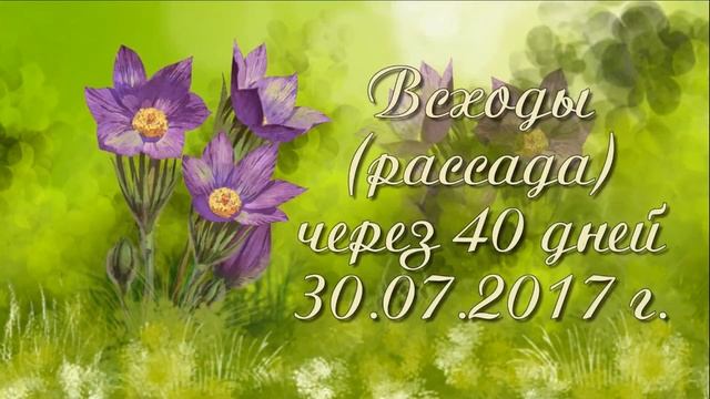 Сон трава или прострел. От семя до цветения. Мой опыт. смотреть онлайн