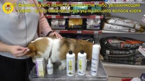 Домашний груминг корги