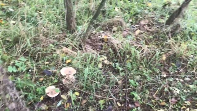 Осенний лес.Грибы Маслята,Рядовки смотреть онлайн