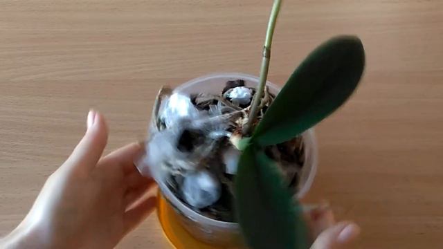Пересадка орхидеи способом омоложения видео № 5\Детка и отсаженная орхидея уже растят цветоносы смотреть онлайн